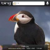 Download Bing Cell Phone Software
